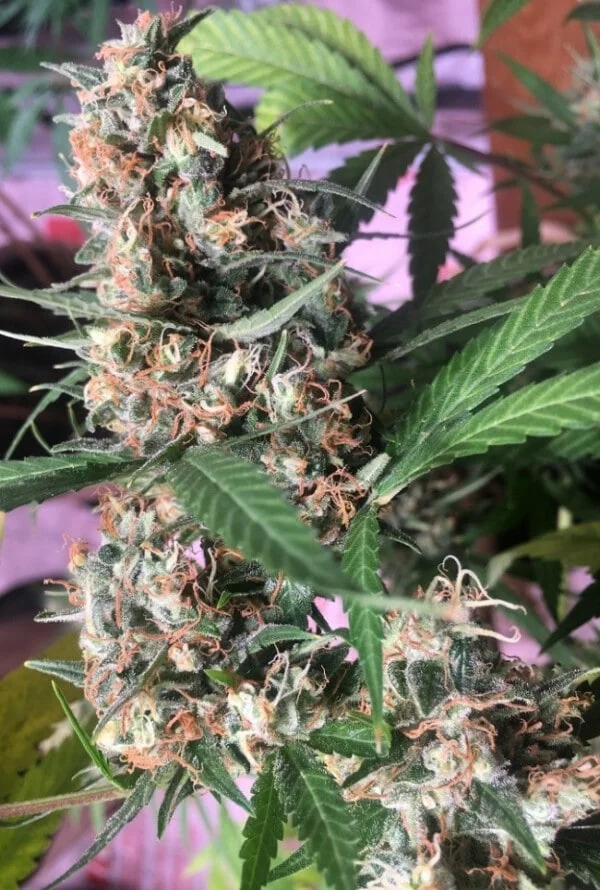 Orient Express Femminizzata - ACE Seeds - immagine 8