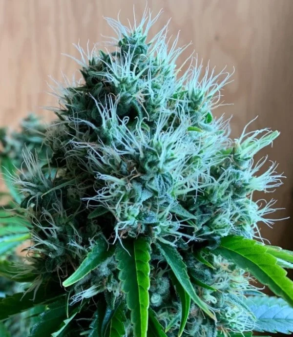 Orient Express Femminizzata - ACE Seeds - immagine 9