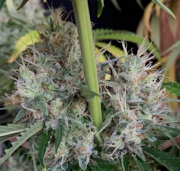 Orient Express Femminizzata - ACE Seeds - immagine 10