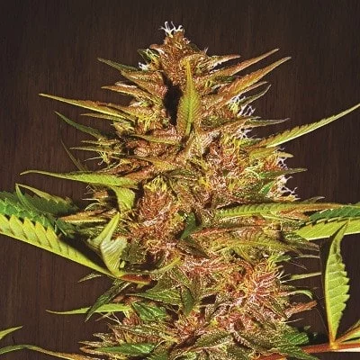 Ace Seeds Pakistani Chitral Kush Feminized Annibale Seedshop