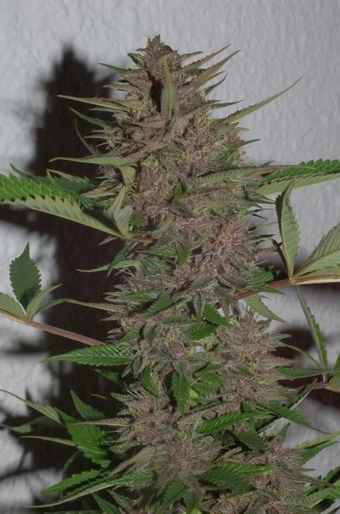 Pakistani Chitral Kush Femminizzata - ACE Seeds - immagine 17