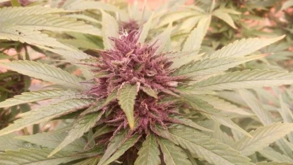 Pakistani Chitral Kush Femminizzata - ACE Seeds - immagine 9