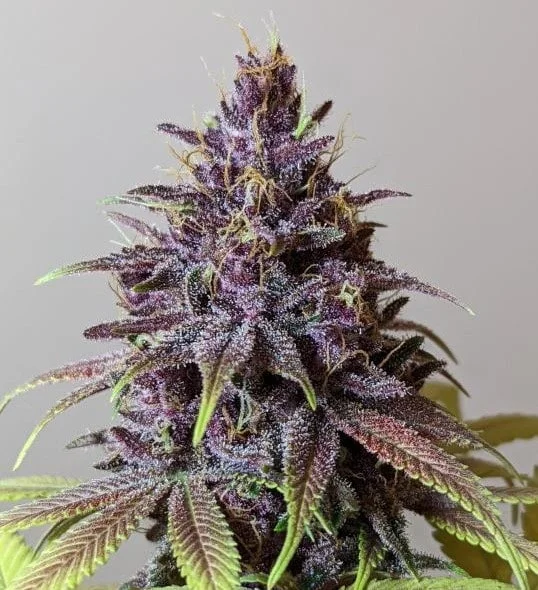 Pakistani Chitral Kush Femminizzata - ACE Seeds - immagine 8