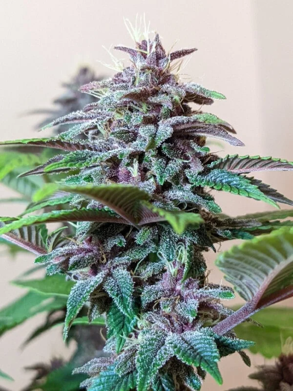 Pakistani Chitral Kush Femminizzata - ACE Seeds - immagine 7