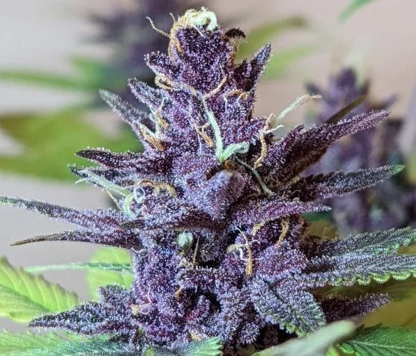 Pakistani Chitral Kush Femminizzata - ACE Seeds - immagine 6