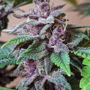 Ace Seeds Pakistani Chitral Kush Feminized Annibale Seedshop