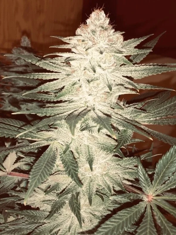 Pakistani Chitral Kush Femminizzata - ACE Seeds - immagine 5