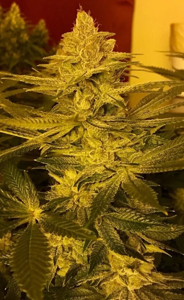 Pakistani Chitral Kush Femminizzata - ACE Seeds - immagine 4