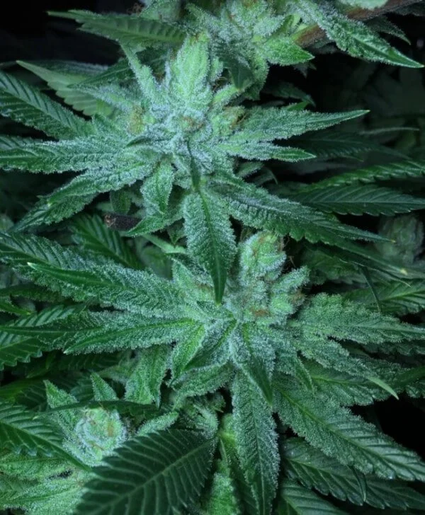 Pakistani Chitral Kush Femminizzata - ACE Seeds - immagine 3