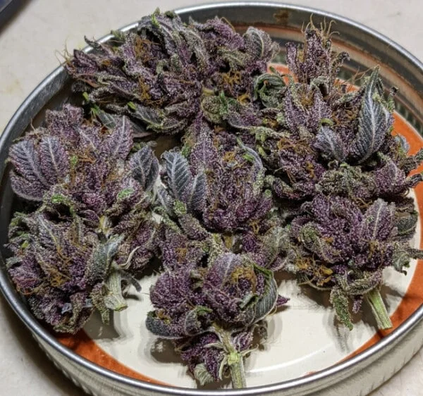 Pakistani Chitral Kush Femminizzata - ACE Seeds - immagine 2