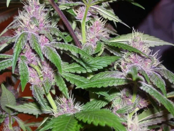 Pakistani Chitral Kush Femminizzata - ACE Seeds - immagine 14