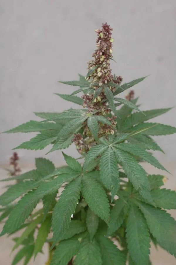 Pakistani Chitral Kush Regular - ACE Seeds - Image 9