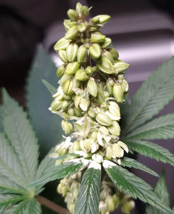 Pakistani Chitral Kush Regular - ACE Seeds - Image 3