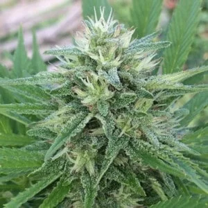 ace-seeds-panama-bangi-haze-feminized-annibale-seedshop-