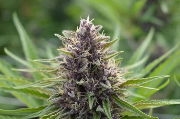 Panama x PCK Feminized - ACE Seeds - Image 3