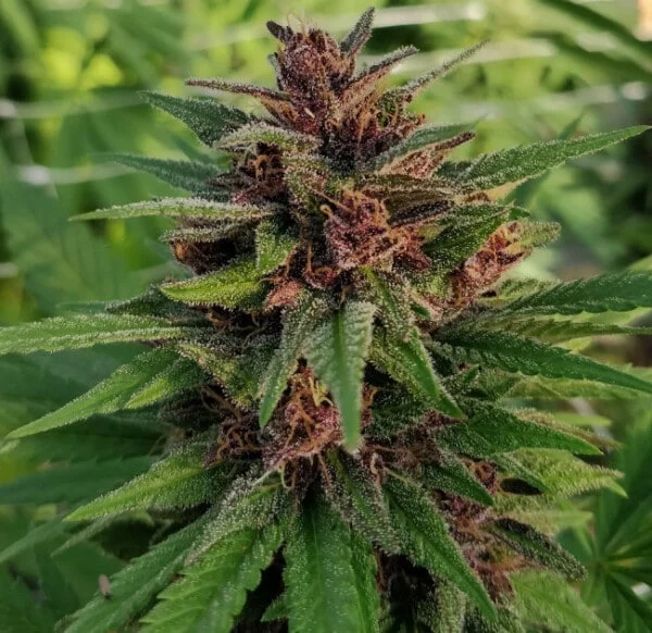 Panama x PCK Feminized - ACE Seeds - Image 5