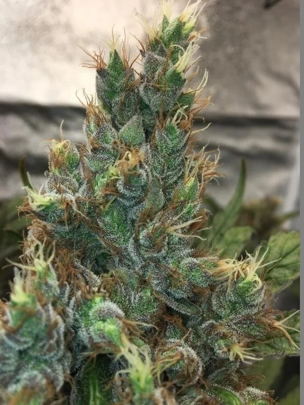 Panama x PCK Feminized - ACE Seeds - Image 9