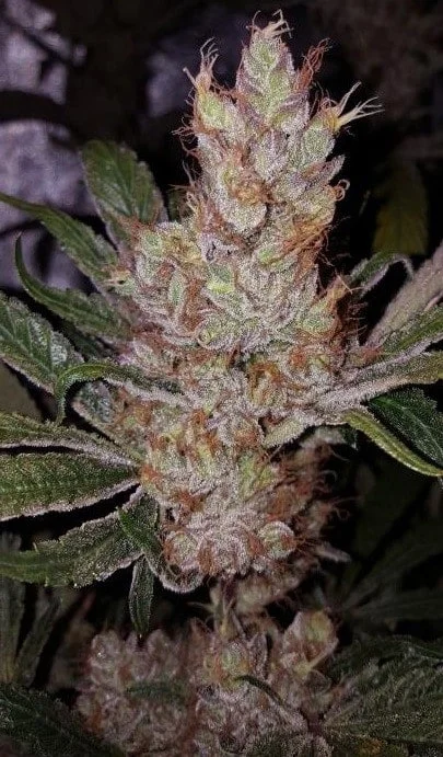Ace Seeds Panama Pakistani Pck Feminized Annibale Seedshop 9