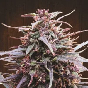 Ace Seeds Purple Haze Malawi Feminized Annibale Seedshop