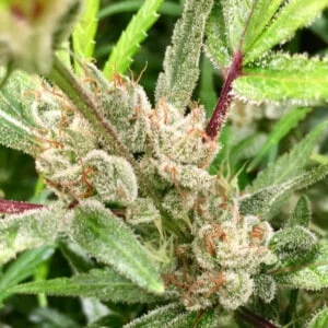 Ace Seeds Super Malawi Haze Regular Annibale Seedshop