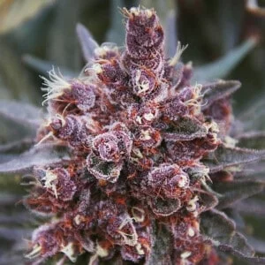 ace-seeds-violeta-feminized-annibale-seedshop-