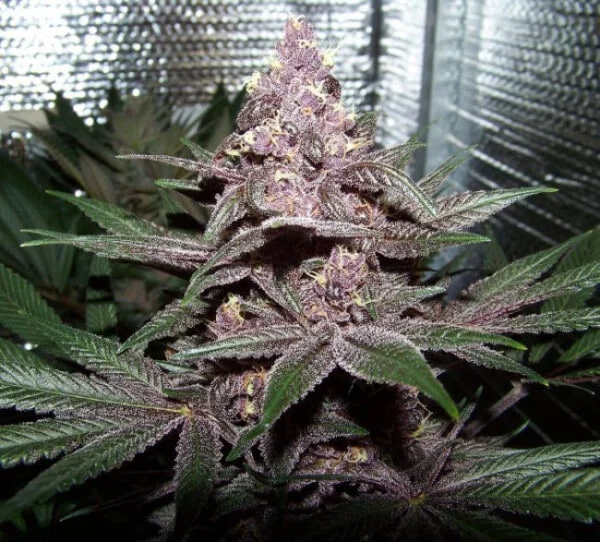 Violeta Feminized - ACE Seeds - Image 3