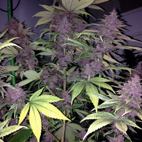 Violeta Feminized - ACE Seeds - Image 4
