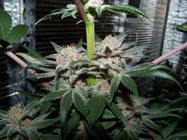 Violeta Feminized - ACE Seeds - Image 5