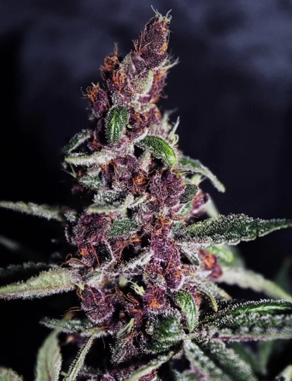 Violeta Feminized - ACE Seeds - Image 7