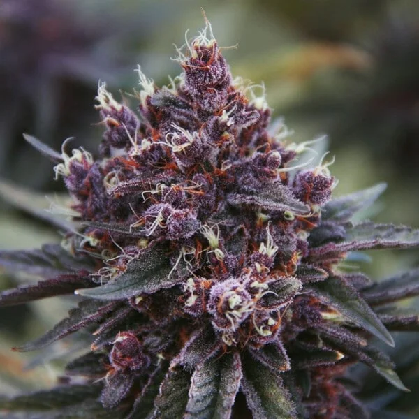 Violeta Feminized - ACE Seeds - Image 8