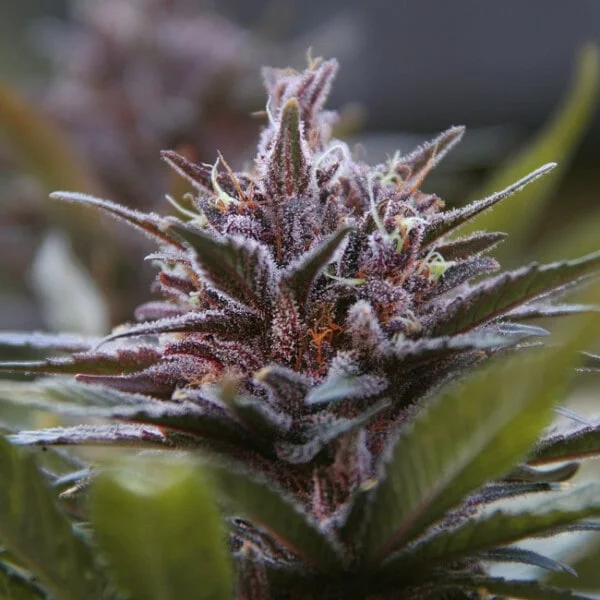 Violeta Feminized - ACE Seeds - Image 9