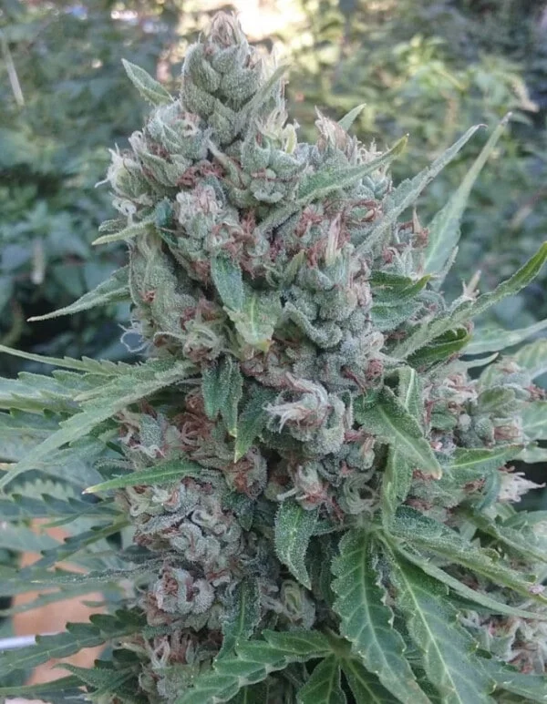 Ace Seeds Zamaldelica Auto Feminized Annibale Seedshop