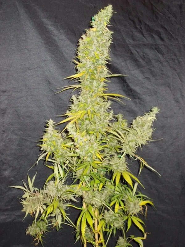 Ace Seeds Zamaldelica Feminized Annibale Seedshop 1