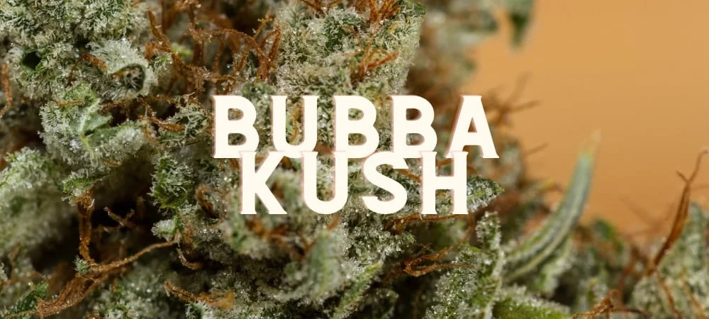 Bubba Kush: History, Taste, Effects of a Marijuana Symbol! Bubba Kush Cannabis Weed Marijuana Gusto Effetti Prezzo Costo Semi