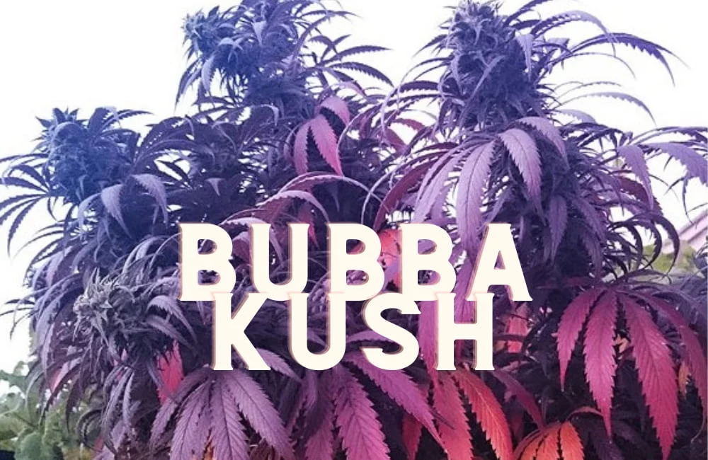 Bubba Kush: History, Taste, Effects of a Marijuana Symbol! Bubba Kush Effect Taste Story Price Seeds