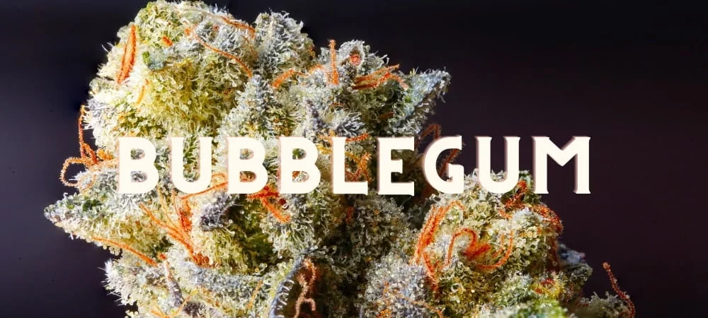 Bubblegum: Taste and Effect of an Oldschool Weed Strain! Bubblegum Cannabis Weed Marijuana Gusto Effetti Prezzo Costo Semi