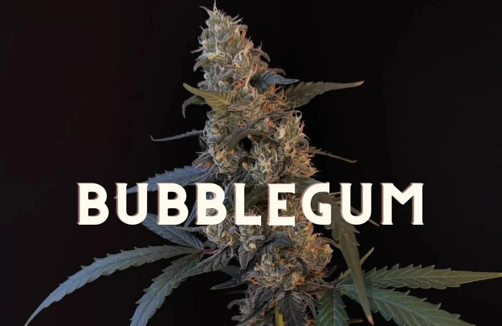 Bubblegum: Taste and Effect of an Oldschool Weed Strain! Bubblegum Effect Taste Story Price Seeds