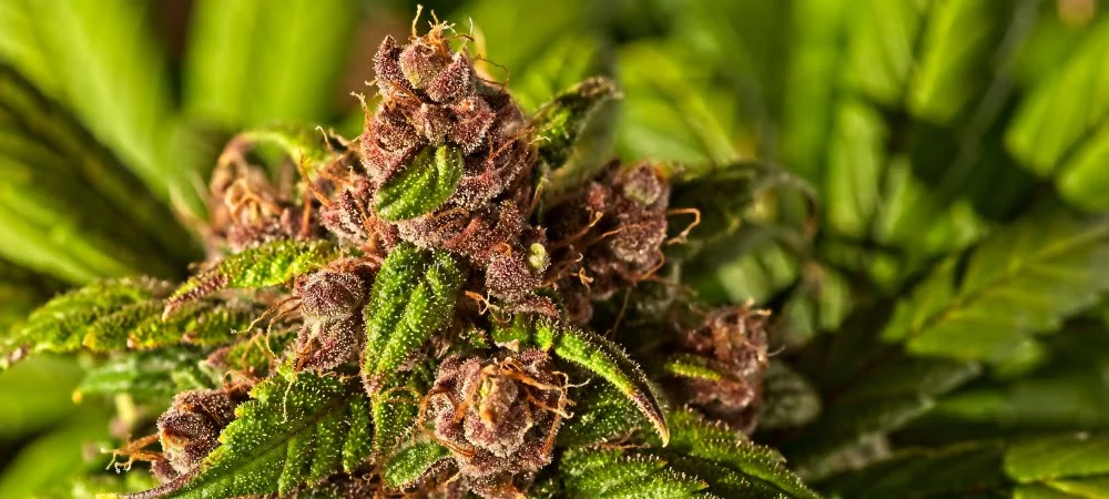 Bubblegum: Taste and Effect of an Oldschool Weed Strain! Bubblegum Semi Cannabis Erba Marijuana