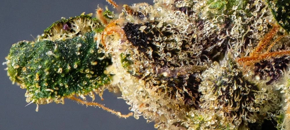 Cali U.s.a Cannabis Weed 2026