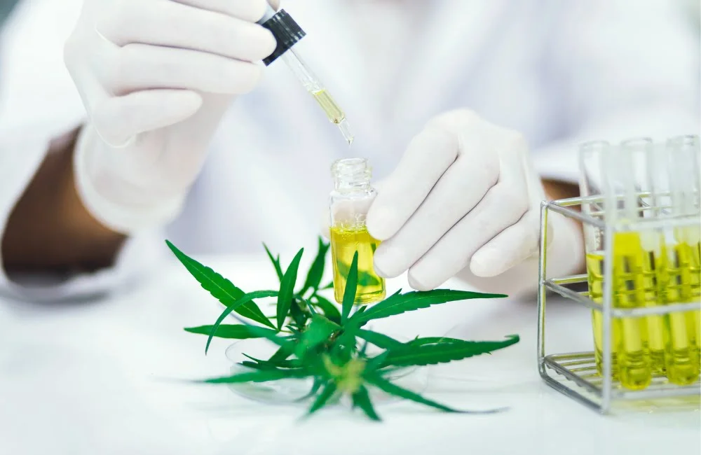 Cannabinoidi, Terpeni E Flavonoidi Cannabis