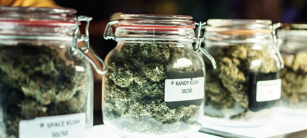 Cannabinoidi: Cosa Sono, Quali Sono ed Effetti Medici