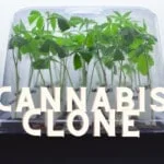 Cannabis Clone Marijuana Weed Indoor Grow