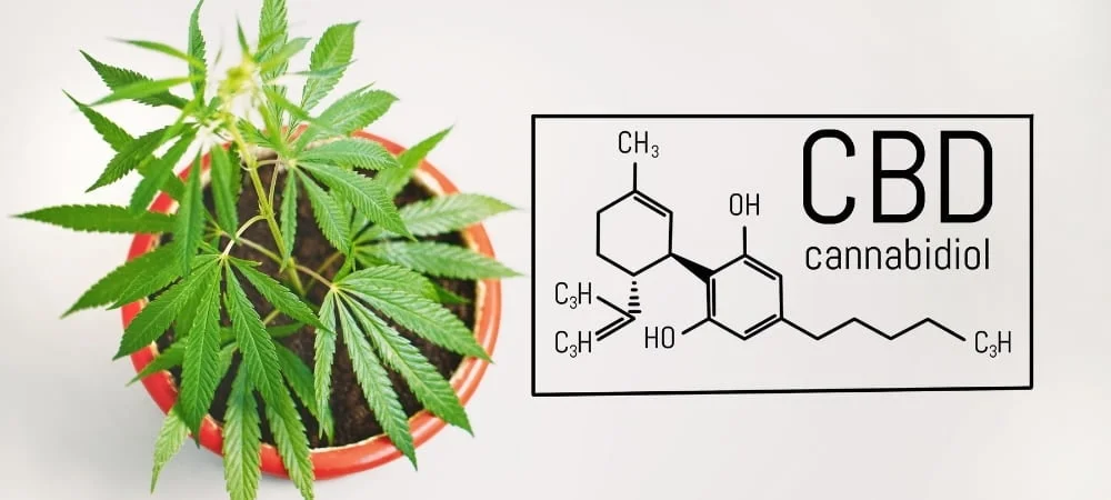 Cannabis Light Cbd Terapeutic Effects Products (1)