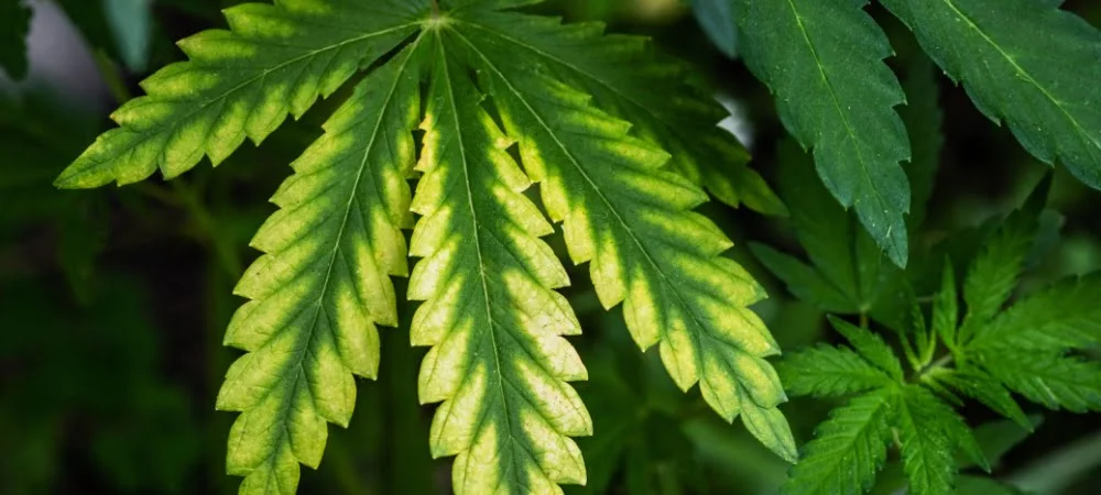 Carenze Nutrimenti Fertilizzanti Sintomi Pianta Cannabis Erba Marijuana