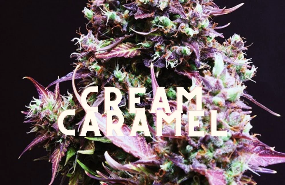 Cream Caramel Effect Taste Story Price Seeds