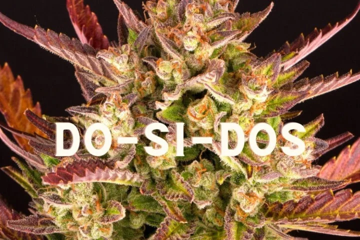 Dos Si Dos Effect Taste Story Price Seeds