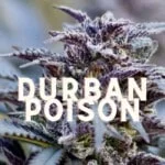 Durban Poison Effect Taste Story Price Seeds