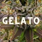 Gelato Effect Taste Story Price Seeds