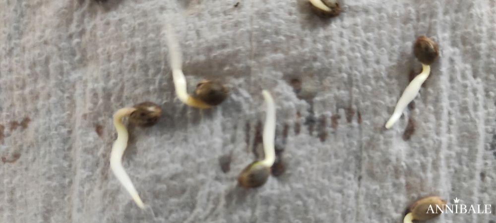 Germinazione Paper Cannabis Indoor Annibale Seedshop