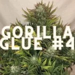 Gorilla Glue Effect Taste Story Price Seeds